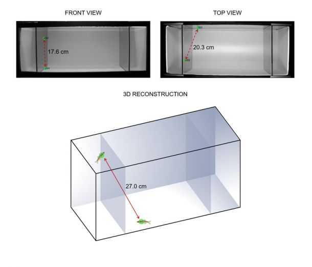 In the first experiments of their kind, NYU Tandon researchers and their colleagues found significant discrepancies in data generated when tracking the social behavior of zebrafish in two dimensions as opposed to 3D. And although 3D tracking is far more expensive, it could lead to a reduction in the number of fish needed for experiments.